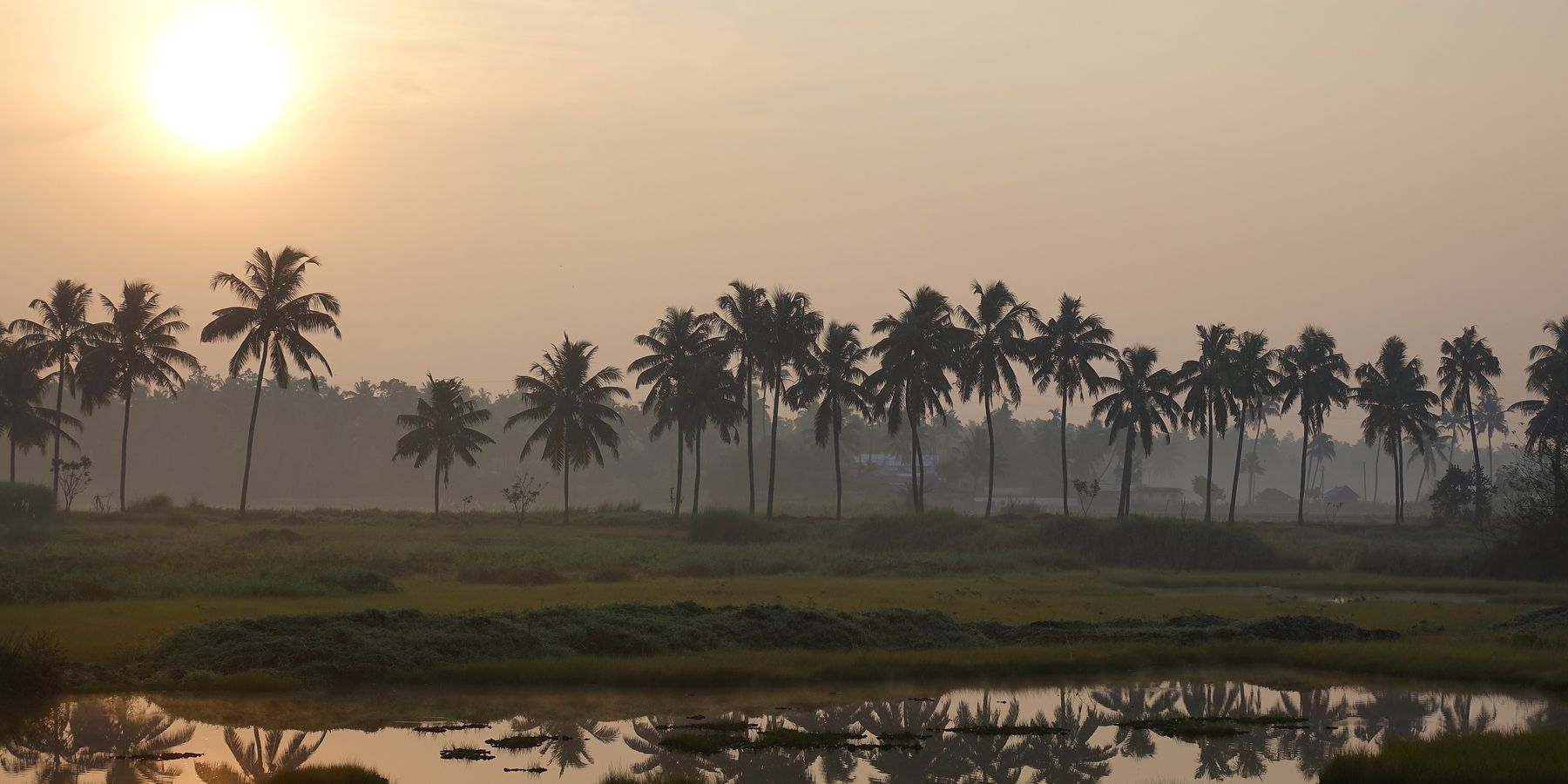 Coconut palms silhouetted at sunrise over still water and paddy, in the country around Neelambari.