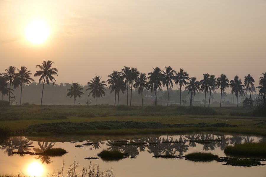 Coconut palms silhouetted at sunrise, reflected in a still paddy wetland near Neelambari.